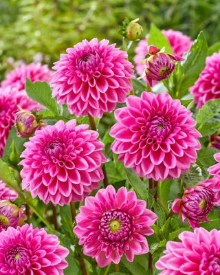 Dahlia - Sandra - GIGA Pack! - 50 pcs