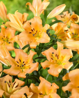 Tree Lily - Saltarello - Large Pack! - 10 pcs.