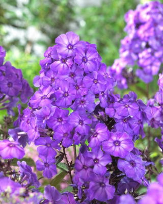 Флокс (Phlox) - Blue Paradise - 1 бр - 