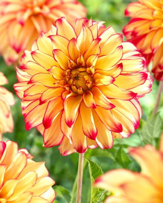 Dahlia Lady Darlene - XL pack - 50 pcs