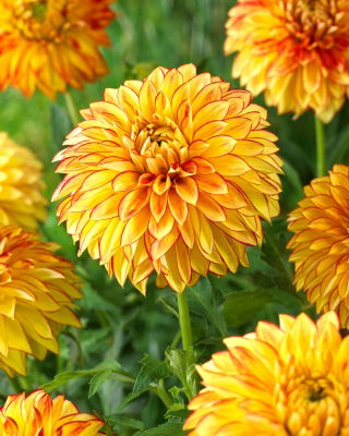 Dahlia Lake Ontario - XL pack - 50 pcs