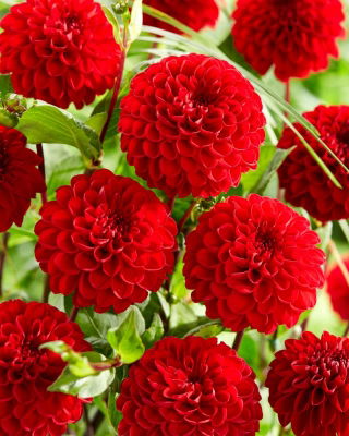 Dahlia - Viking - fleuri pompon - pack XL - 50 pcs