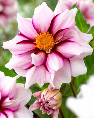 Dahlia - Edge of Joy - XL pak - 50 st - 