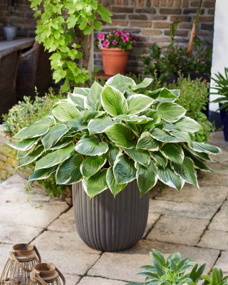 Sorbet hosta, plantain lilje - røde bladstilke - XL pakke - 50 stk.