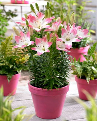 Asiatic Lily - Sugar Love - Large Pack! - 10 pcs.