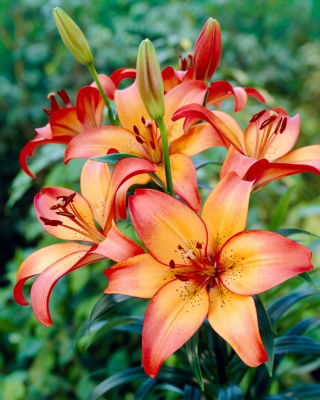 Lily - Royal Sunset - Large Pack! - 10 pcs.
