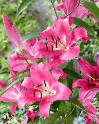 Tree Lily - Robina - Large Pack! - 10 pcs.