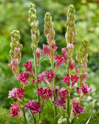 Dark Pink Fragrant Tuberose - Polianthes Love - Large Pack! - 10 pcs