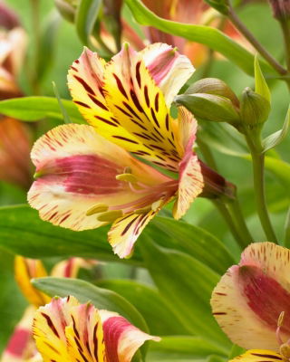 Peruvian Lily - Alstroemeria Marguerite - Large Pack! - 10 pcs.