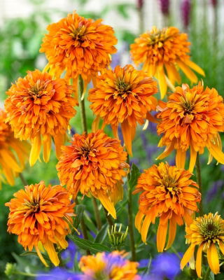 Echinacea a fiore doppio - Marmellata - 1 pz