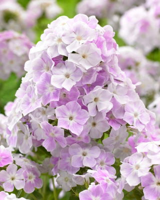 Phlox - Agua fría - 1 ud