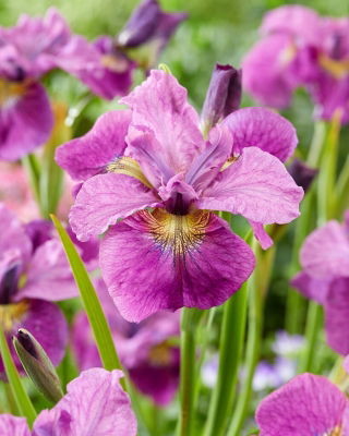 Siberian Iris - See Ya Later - GIGA Pack! - 50 pcs.