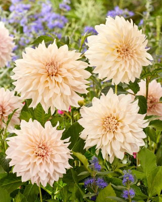 Dahlia - Mælkekaffe