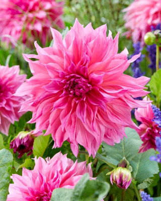 Dahlia - Rosé Mælkekaffe
