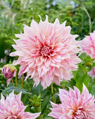 Dahlia - Twist Maitokahvi