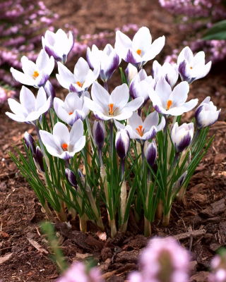 Crocus Lady Killer - Large Pack! - 100 pcs.