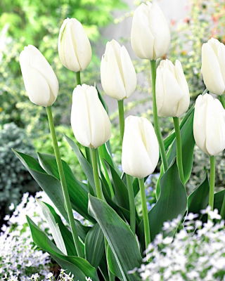 Tulip - Hakuun - GIGA Pack! - 250 pcs