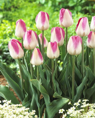 Tulip - Innuendo - Large Pack! - 50 pcs