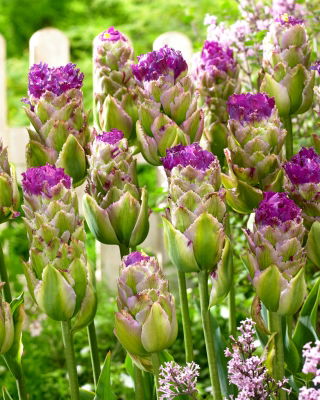Tulip - Purple Tower - GIGA Pack! - 250 pcs