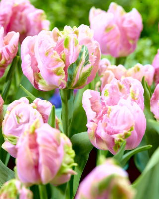 Tulip - Air - GIGA Pack! - 250 pcs