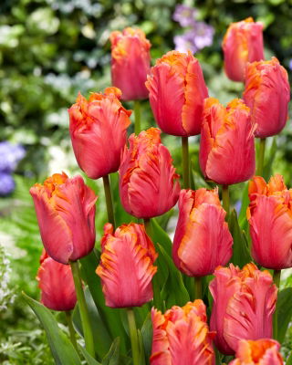 Tulip - Amazing Parrot - GIGA Pack! - 250 pcs