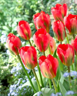 Tulip - Red Alert - GIGA Pack! - 250 pcs