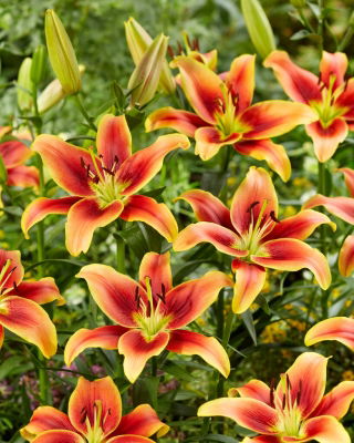 Lily - Avalon Sunset - Large Pack! - 10 pcs.