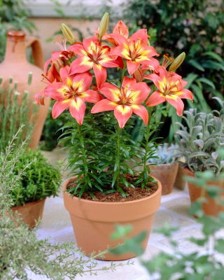 Asiatic Lily - Forever Linda - Large Pack! - 10 pcs.