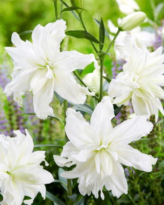 Lily - Lotus Ice - Oriental, Double - GIGA Pack! - 50 pcs.