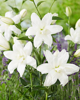 Lily - Lotus Pure - Oriental, Double - Large Pack! - 10 pcs.