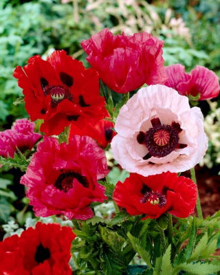 Oriental Poppy - Mix - Large Pack! - 10 pcs