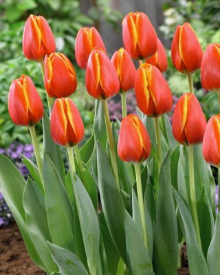 Tulip - Worlds Friend - GIGA Pack! - 250 pcs