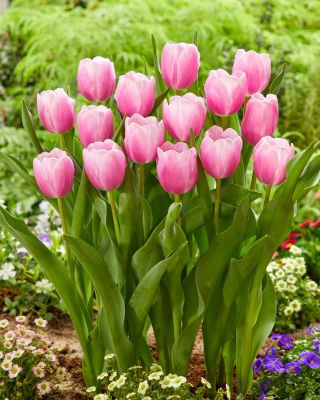 Tulip - Argos - GIGA Pack! - 250 pcs
