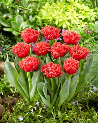 Tulip - Bendigo - GIGA Pack! - 250 pcs