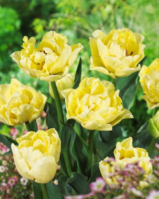 Tulip - Avant Garde - 5 pcs