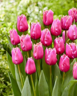 Tulip - Louvre - 5 pcs