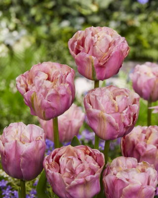 Tulip - Double Peony - Full - Large Pack! - 50 pcs