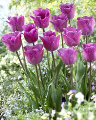 Tulip - Magic Lavender - GIGA Pack! - 250 pcs
