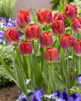 Tulip - Miami Sunset - GIGA Pack! - 250 pcs