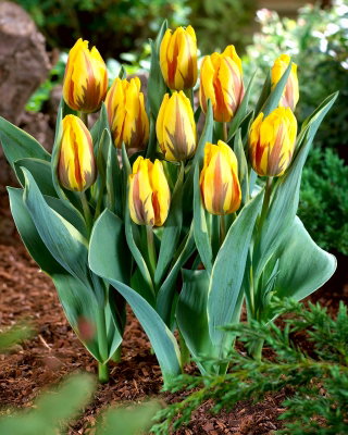 Tulip - Ravana - GIGA Pack! - 250 pcs