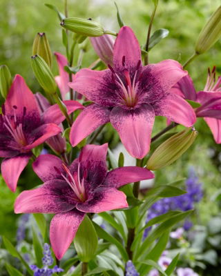 Asiatic Lily - Purple Dream - GIGA Pack! - 50 pcs.
