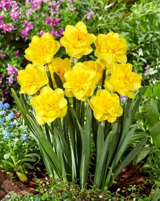 Jonquille - Yellow Dream - 5 pcs