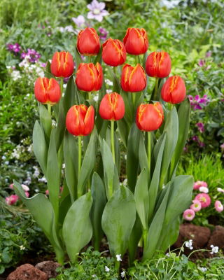 Tulip - Esta Bonita - Large Pack! - 50 pcs