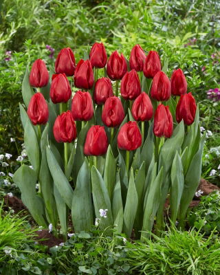 Tulip - Seadov - GIGA Pack! - 250 pcs
