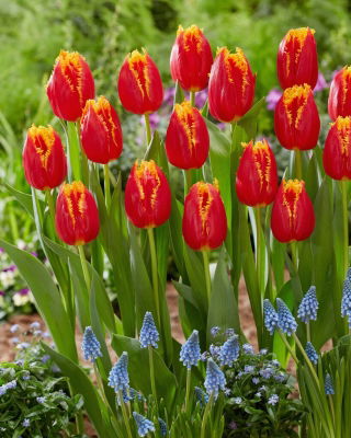 Tulipano - Fabio - 5 pz