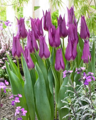 Tulp - liilialiste - Lilla - 5 sibulat