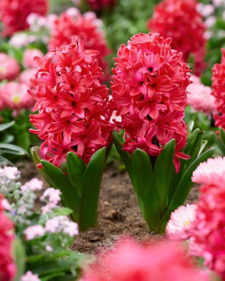Hyacinth - Red Glory - Large Pack! - 30 pcs.