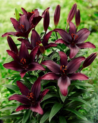 Asiatic Lily - Blacklist