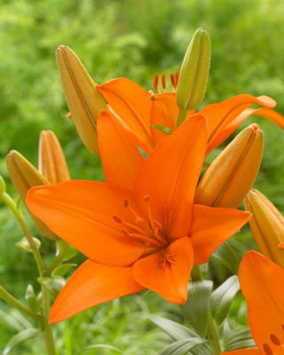 Asiatic Lily - Orange Ton - Large Pack! - 10 pcs.