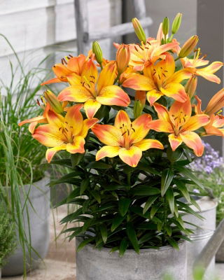 Miniature Lily - Happy Memories - Potted - Large Pack! - 10 pcs.
